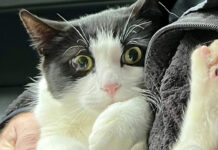 Alaska Couple Reunited With Cat 26 Days After Home Collapsed Into River Swollen by Glacial Outburst