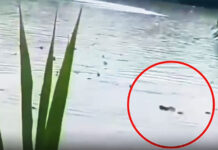 7 People Have Died in Storms in Southern China and 70 Crocodiles Are Reported To Be on the Loose