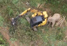 Officials Use Drones to Track A Wild Elephant That Attacked Backhoe