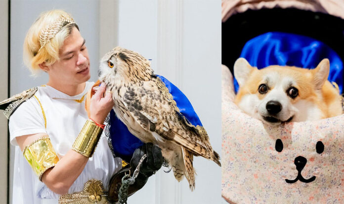 pet