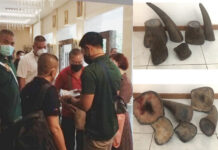 Teo Boon Ching Sentenced to 18 Months for Large Scale Trafficking of Rhinoceros Horns