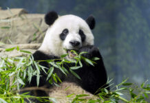 Panda Diplomacy: The Departure of DC’s Beloved Pandas May Signal a Wider Chinese Pullback