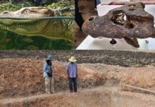 Thailand Announces the Discovery of a New Species of Alligator
