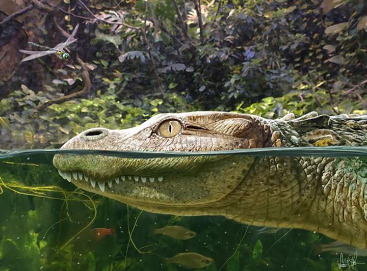 Alligator munensis7