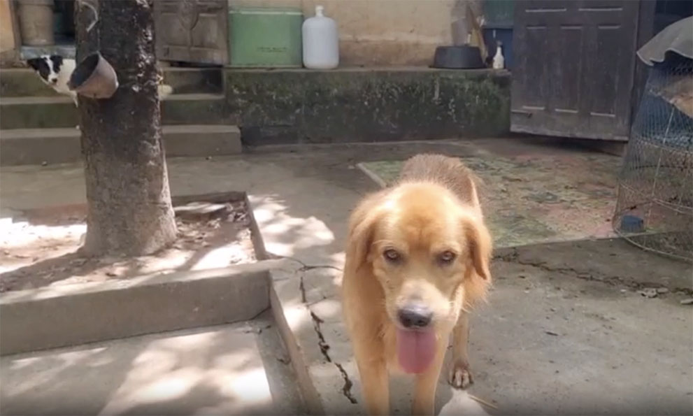 dogs help boy5