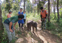 Officials Quickly Remove A Baby Wild Elephant Due To Tiger Threat