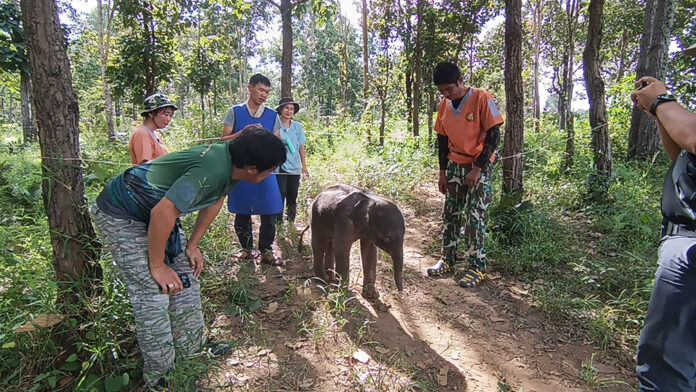baby elephant korat1