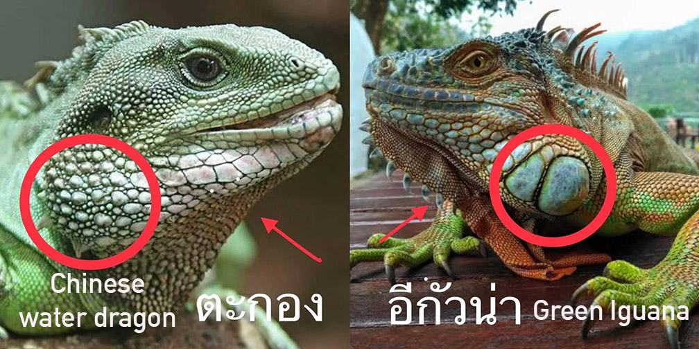 compare iguana