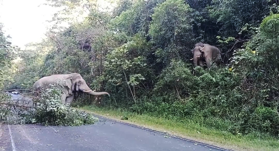 elephant fight1