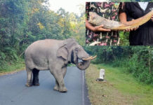 A Wild Elephant With A Broken Tusk Has Calcium Insufficiency