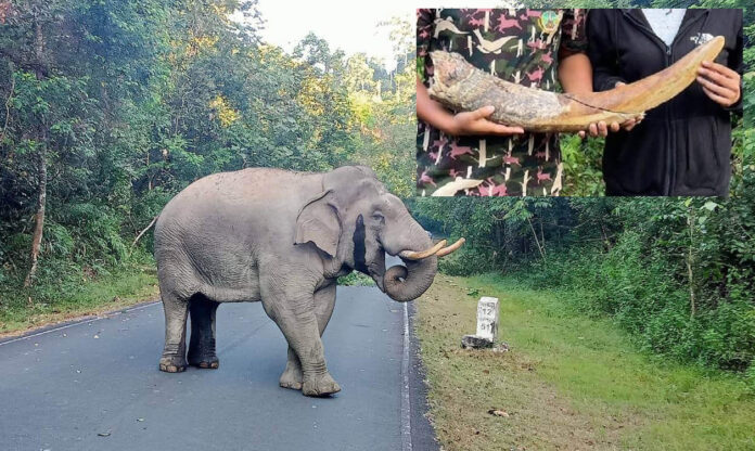 elephant fight3
