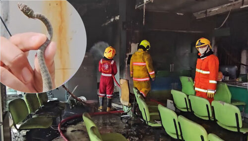 A Green Snake Becomes a Suspect for the Fire at a Thai Bank