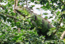 Thailand Bans Green Iguanas’ Import; Don’t Confuse with “Takong”