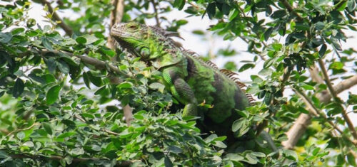 Thailand Bans Green Iguanas’ Import; Don’t Confuse with “Takong”