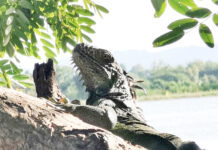 Wildlife Officers Hunt Lopburi’s Spreading Green Iguanas green iguana