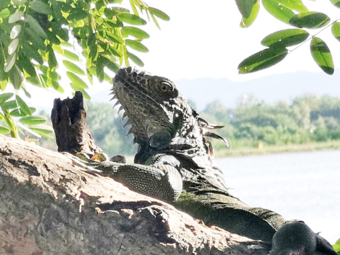 green iguana