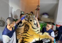 The US Helps Thais Catch A Man Selling Tiger Carcasses Online