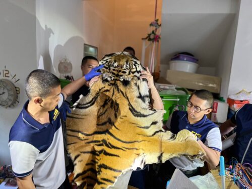 The US Helps Thais Catch A Man Selling Tiger Carcasses Online