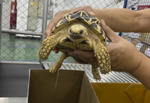 Police And Customs Seize Live Animals, Horns And Ivory In Global Wildlife Trafficking Operation