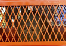 Thailand Sends 3 Orangutans Rescued From Illicit Wildlife Trade Back To Indonesia