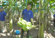 Thailand Aims To Export More Bananas After Selling Japan 5,000 Tons bananas