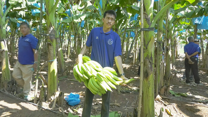 bananas