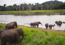 Fruity Diet Stimulates Thai Elephant Reproductive Hormones