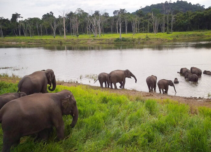 elephant increase1