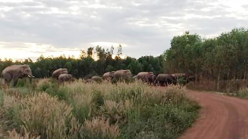 elephant increase2