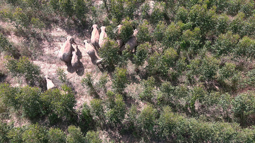 elephant increase4