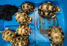 A Korean Man Arrested for Smuggling 7 Radiated Tortoises