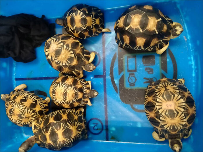 korea turtle2