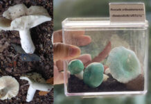 Chiang Mai Researchers Identify New Edible And Medicinal Mushrooms