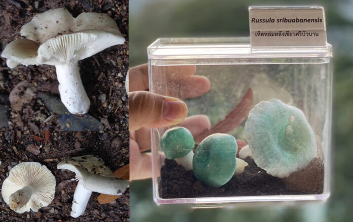 mushroom4