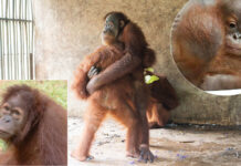 Thailand To Send 3 Orangutans Trafficked Internationally Back to Indonesia orangutan