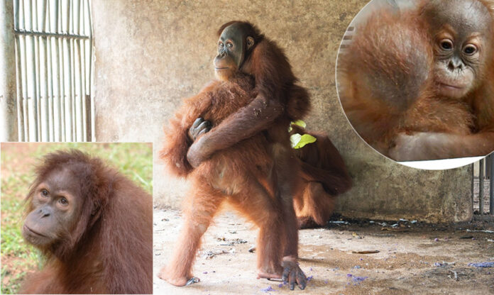 orangutans11 orangutan