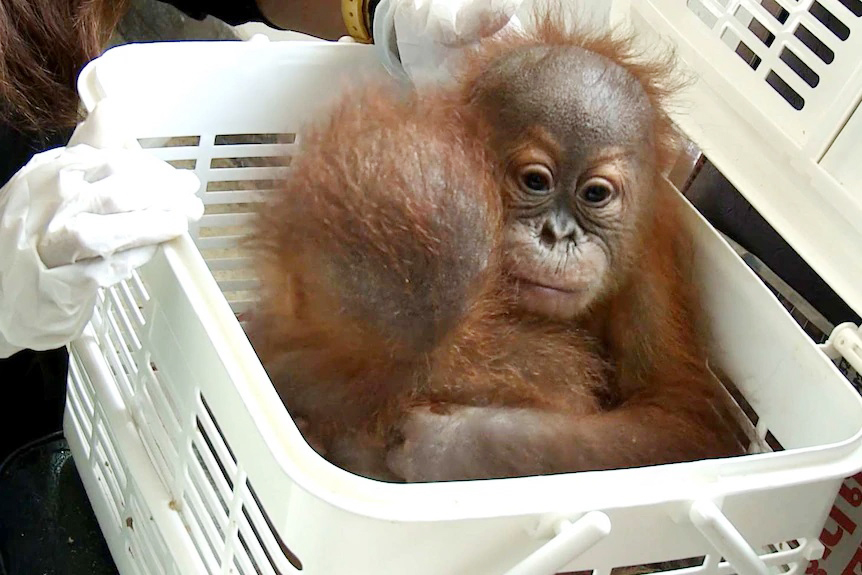orangutans4