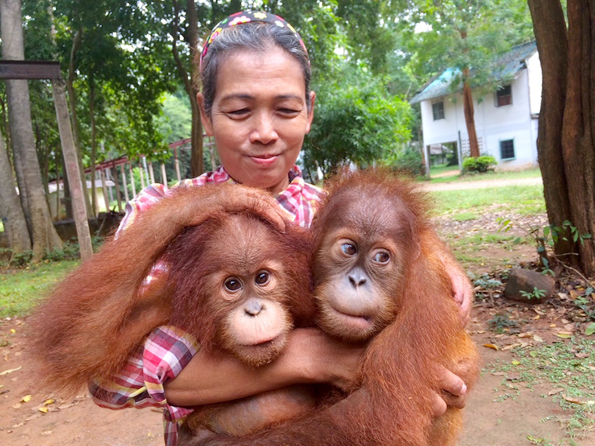 orangutans5