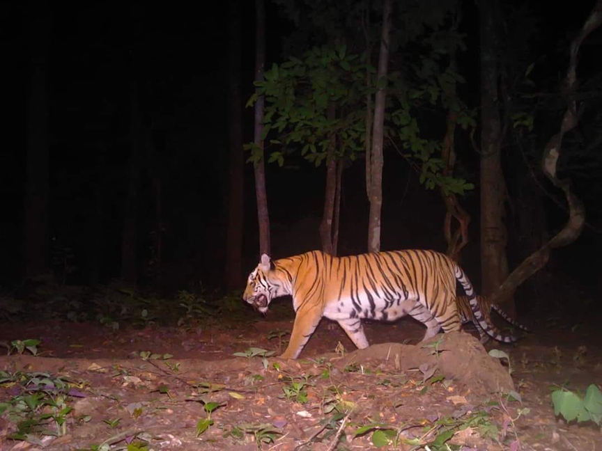 tiger thai1