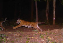 Thailand’s Western Forest Complex Has More Tigers