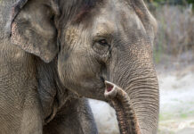Ailing, 53-Year-Old Female Elephant Euthanized at Los Angeles Zoo elephant