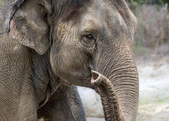 Elephant Dies elephant