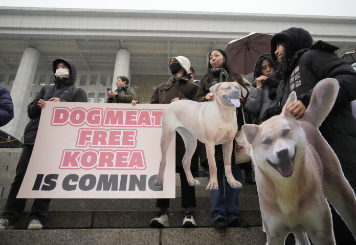 dog meat
