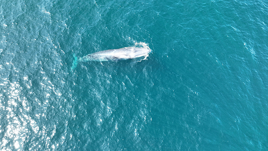 Omura whale1