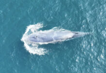 Thailand Surveys Omura’s Whales In The Andaman Sea