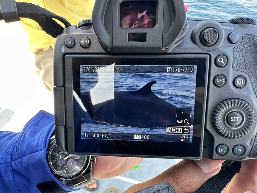 Omura whale3