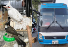 Vietnamese Men Are Caught in Bangkok for Smuggling 21 Bulbuls on a Lao Bus bulbuls