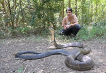 A Giant King Cobra Caught On Chonburi’s Golf Course Is Sick king cobra