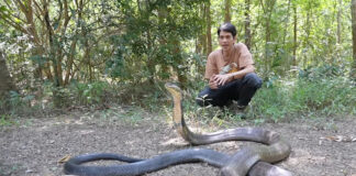 A Giant King Cobra Caught On Chonburi’s Golf Course Is Sick king cobra