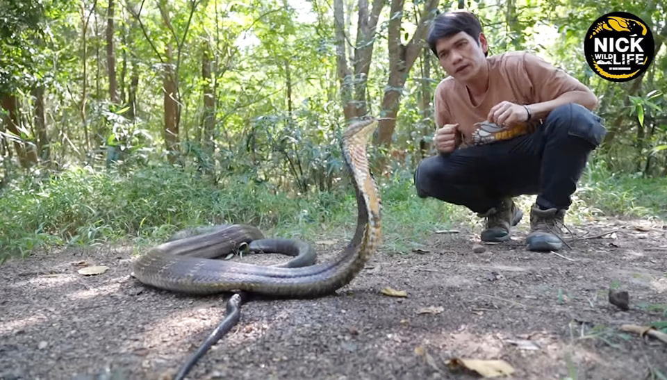 huge king cobra2